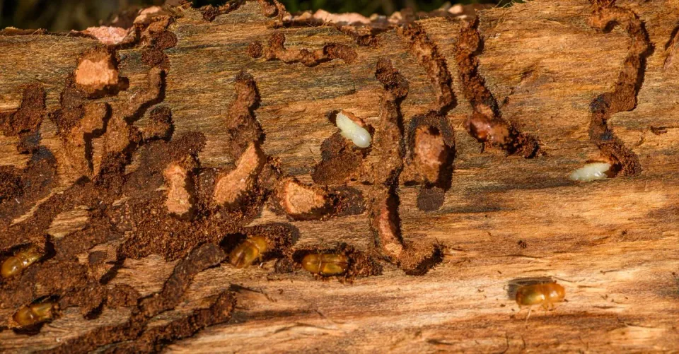 Bark Beetle Larvae — Pest Control Bark Beetle Larvae — Pest Control