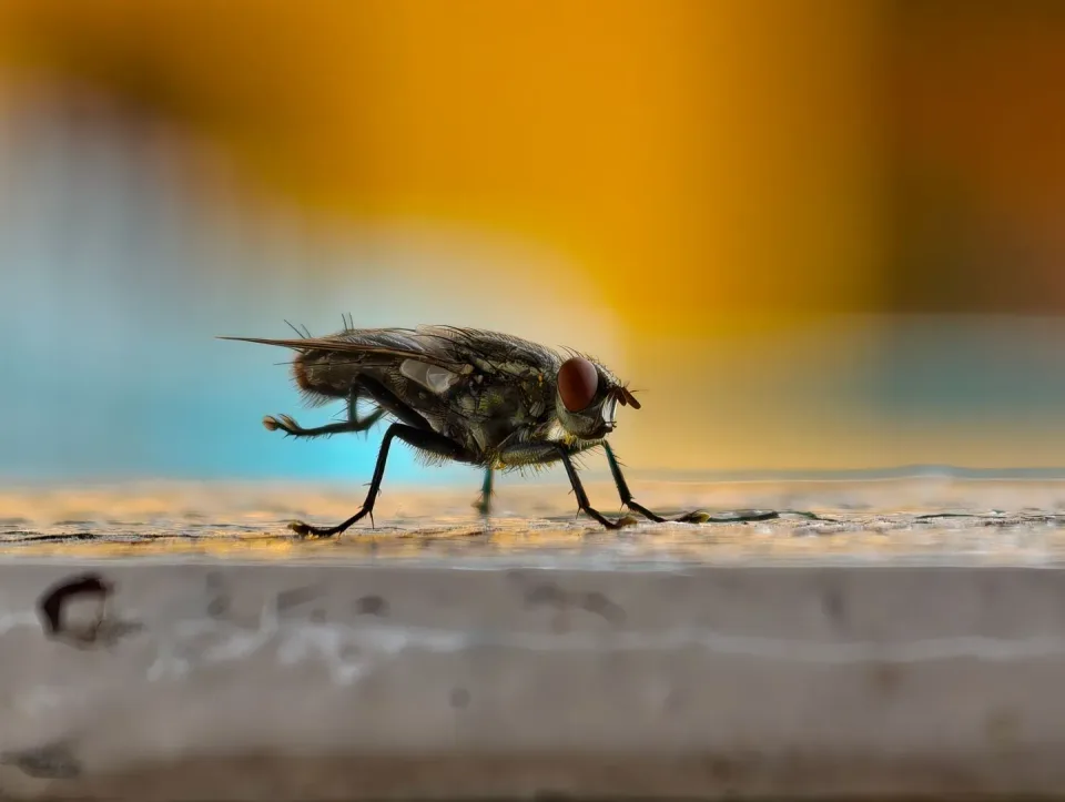 House Fly — Pest Control