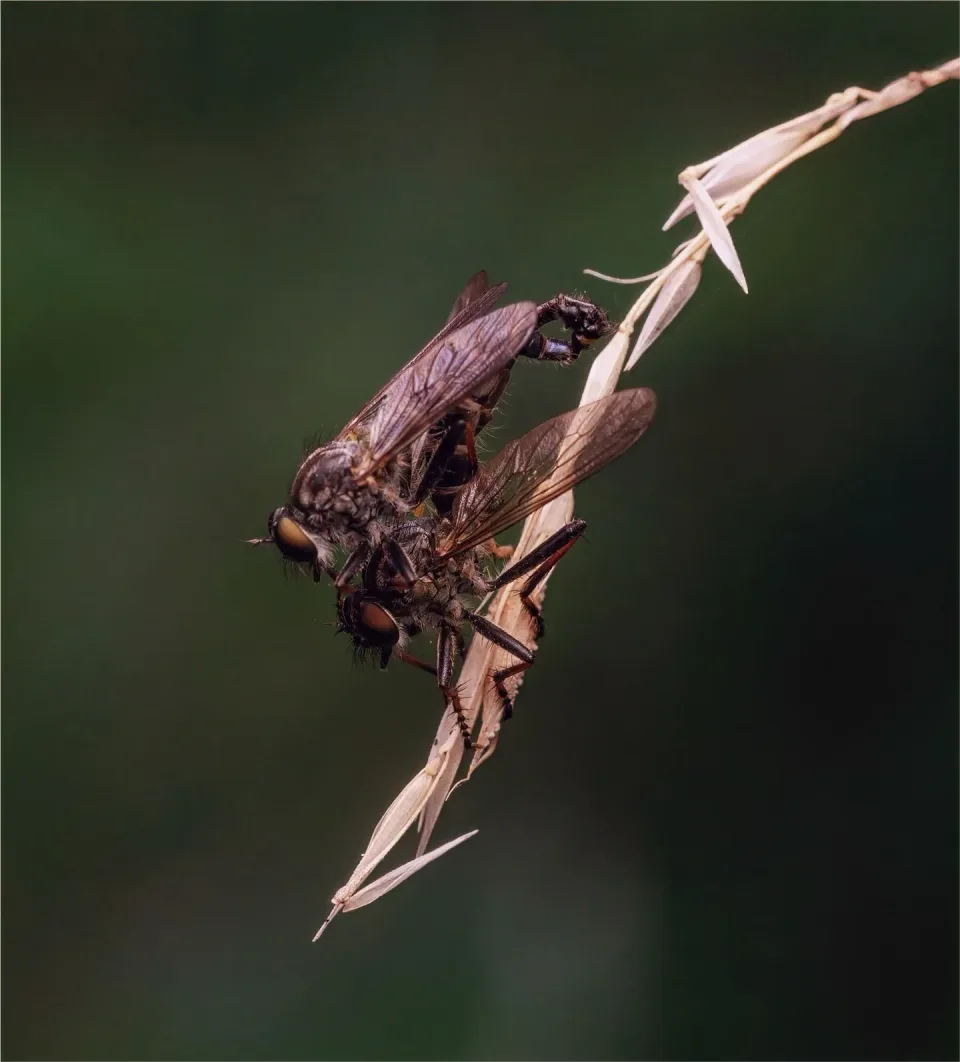 Robber Flies — Pest Control